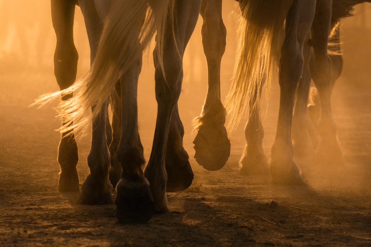 Camargue Horses by Albert Dros