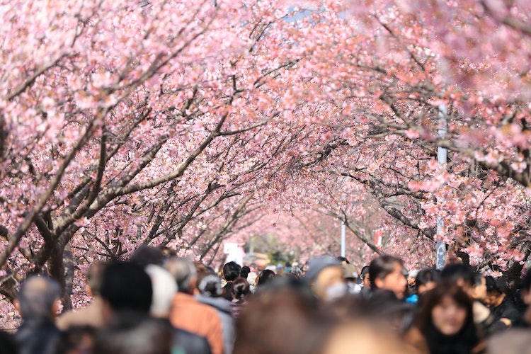 Cherry Blossom Meaning Cherry Blossom Symbolism Cherry Blossom Festival Hanami