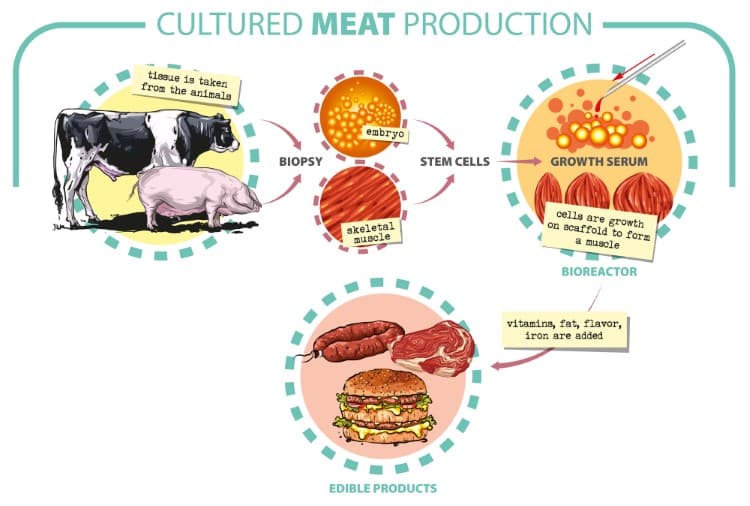 Diagram about how cultivated meat is produced