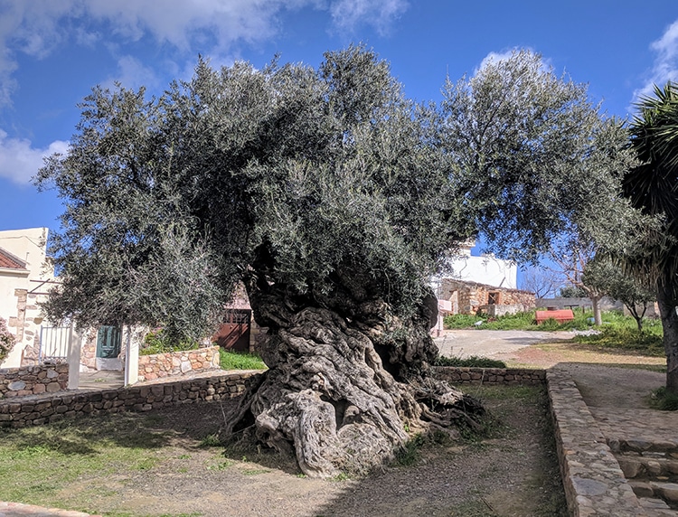 3,000-Year-Old Greek Olive Tree on Crete Still Grows Olives