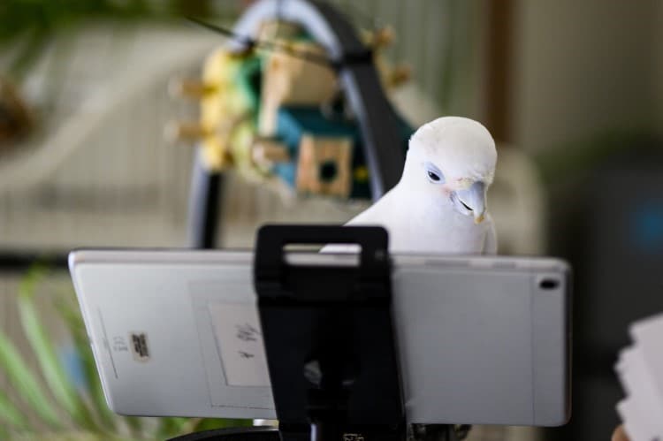 Parrot on a Video Call