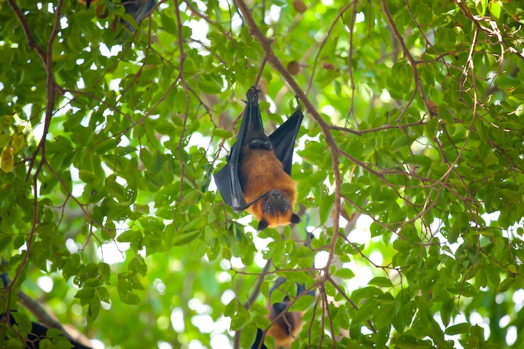 Flying foxes hang on tree branches