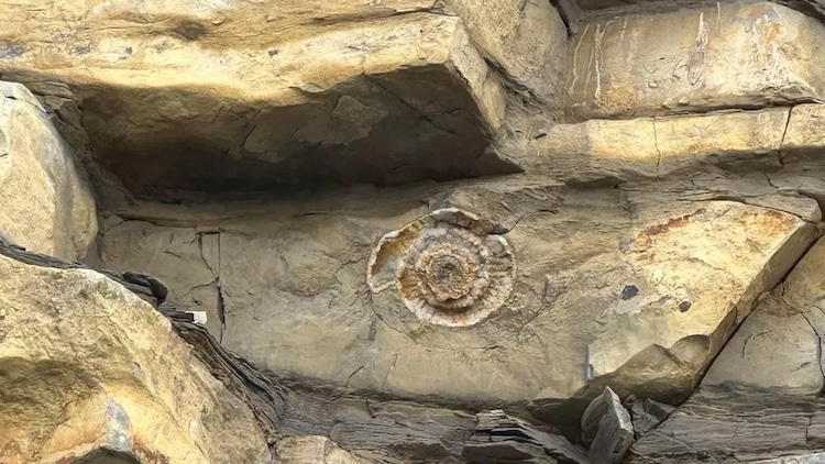 Ancient ammonite, approximately dated at 200 million years old
