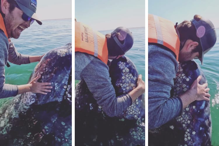 Screenshots of video showing man excited to pet a whale, who then hugs and kisses the whale